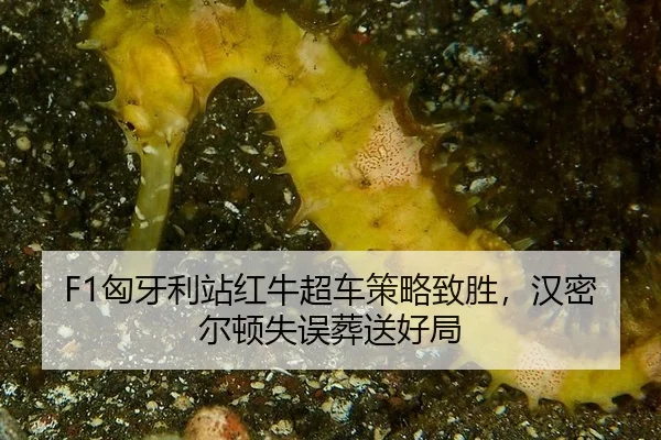 xiong-ya-li-zhan-hong-niu-chao-che-ce-lve-zhi-sheng-han-mi-er-dun-shi-wu-zang-song-hao-ju-2-492.jpg